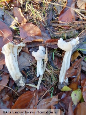 Helvella crispa