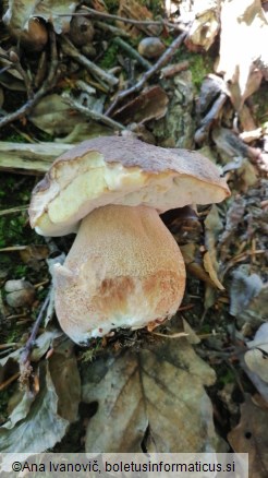 Boletus aereus