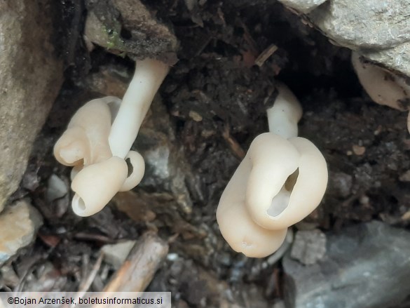 Helvella elastica