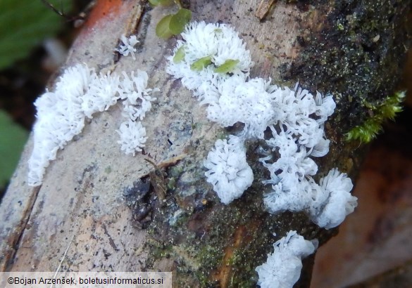 Ceratiomyxa fruticulosa