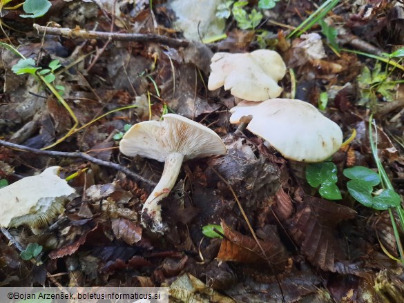 Calocybe gambosa