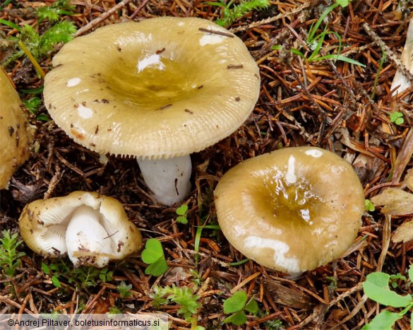 Russula olivobrunnea