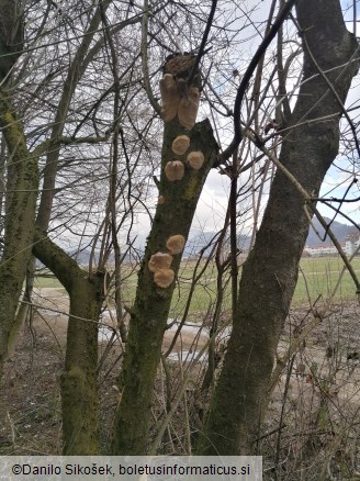 Phellinus pomaceus