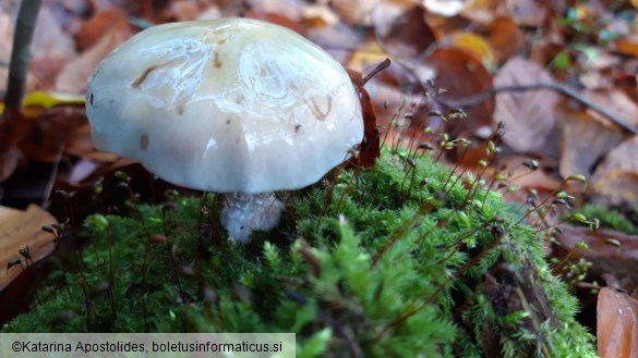 Stropharia caerulea