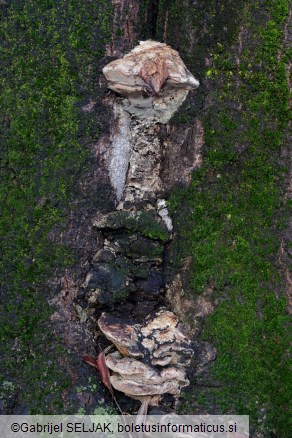 Vanderbylia fraxinea