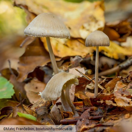 Mycena galericulata