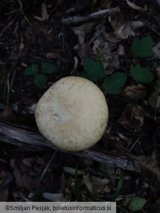 Gyrodon lividus