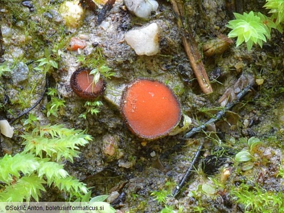 Scutellinia trechispora