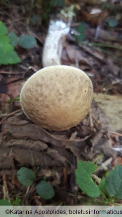 Leccinellum pseudoscabrum