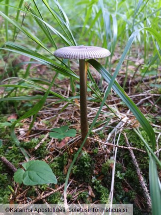 Amanita battarrae