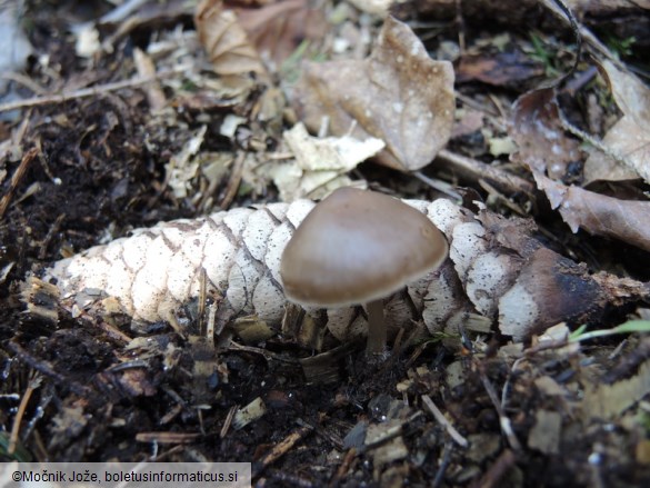 Mycena strobilicola