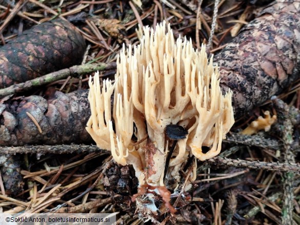 Phaeoclavulina eumorpha