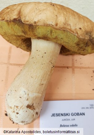 Boletus edulis