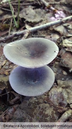 Russula grisea