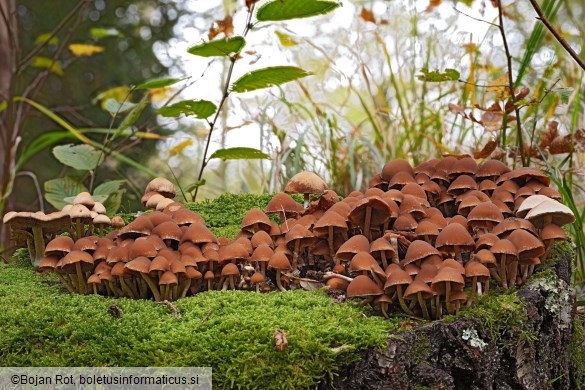 Psathyrella piluliformis