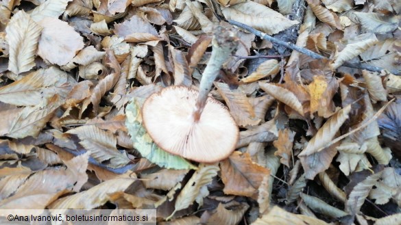 Armillaria ostoyae