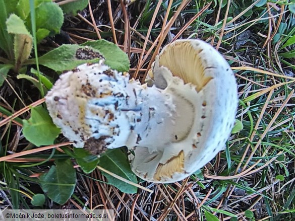 Amanita singeri