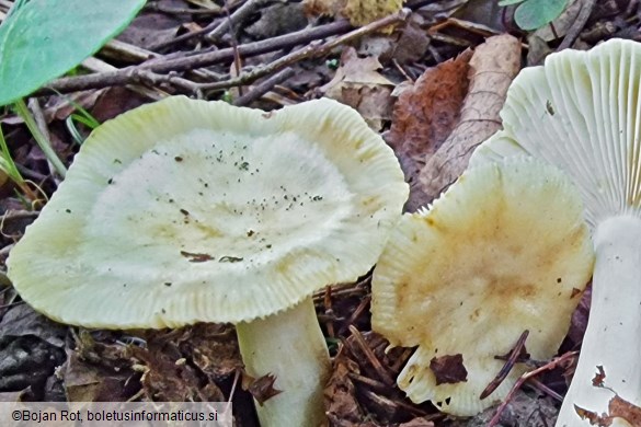 Russula farinipes