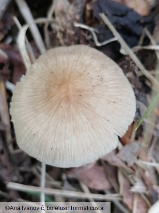 Mycena inclinata