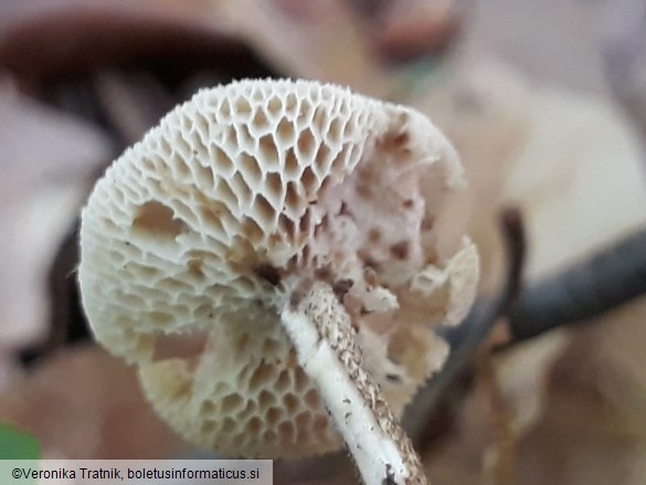 Polyporus arcularius