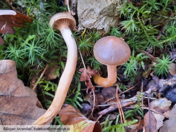 Chroogomphus rutilus