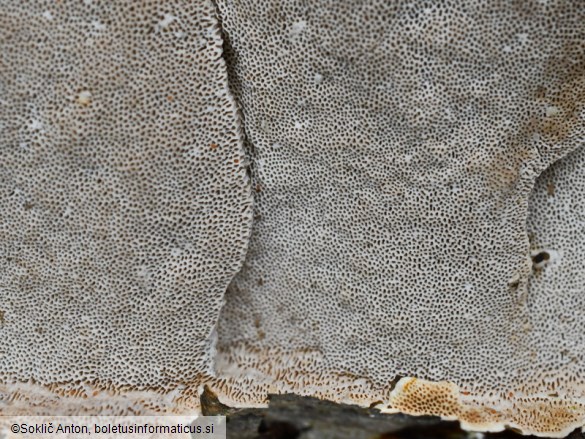 Trametes hirsuta