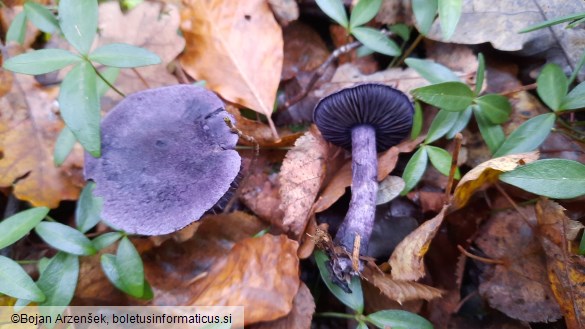 Cortinarius violaceus