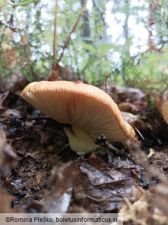 Amanita caesarea