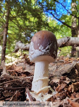 Amanita pantherina