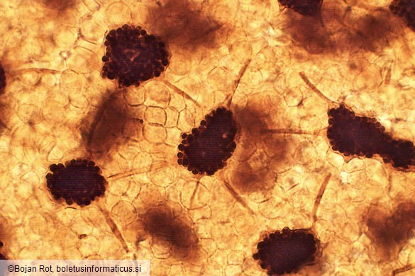 Cribraria oregana
