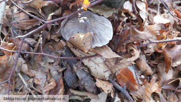 Tricholoma sciodes