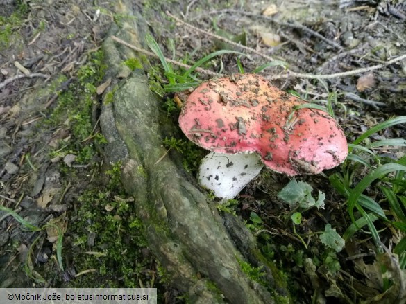 Russula rubroalba