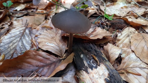 Entoloma hirtipes