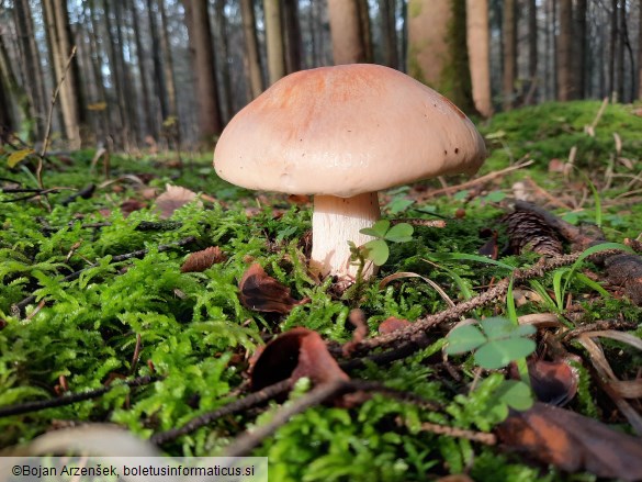 Hygrophorus pudorinus