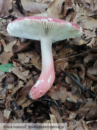 Russula aurora