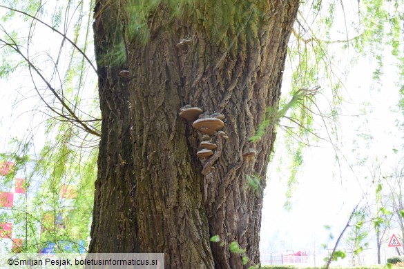 Phellinus igniarius