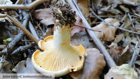 Cantharellus cibarius