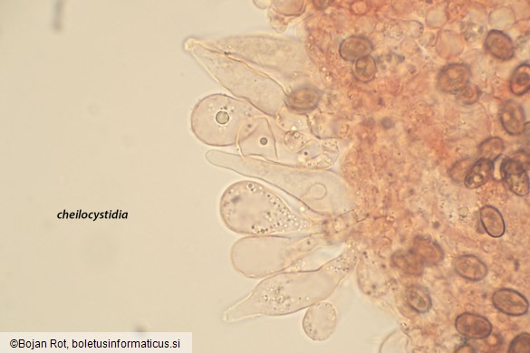 Psathyrella clivensis