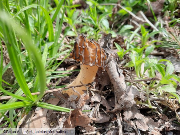 Morchella semilibera