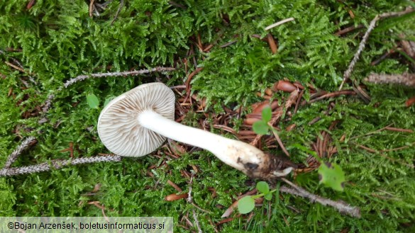 Tricholoma inamoenum