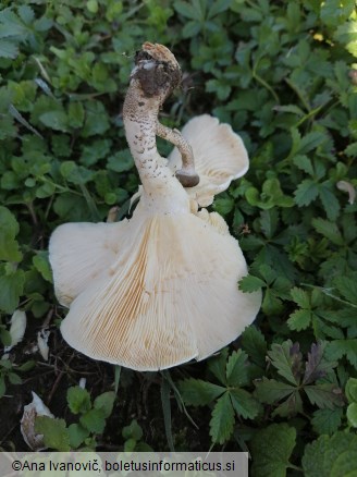 Panus tigrinus