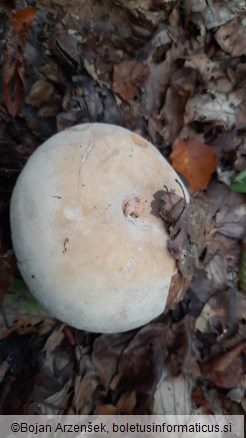 Lactifluus vellereus