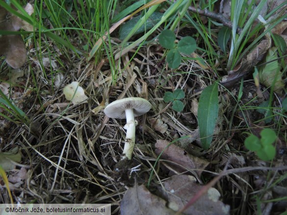 Agrocybe praecox