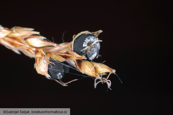 Anthracoidea sempervirentis