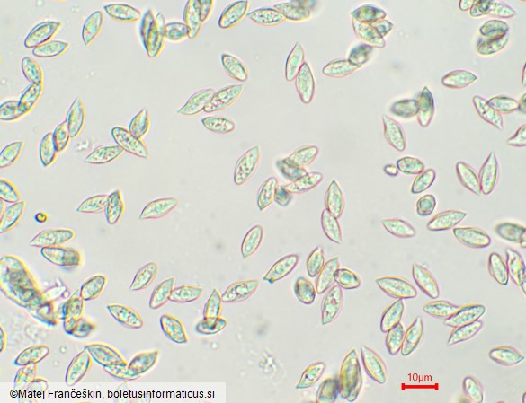 Clitopilus prunulus