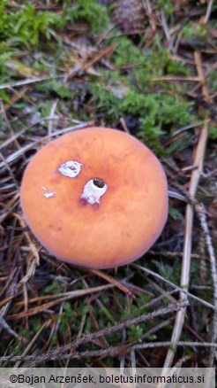 Lactifluus volemus