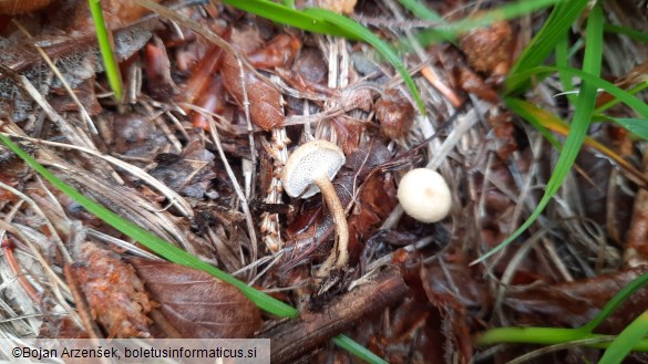 Polyporus brumalis