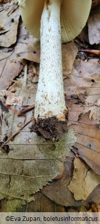 Amanita griseofulva