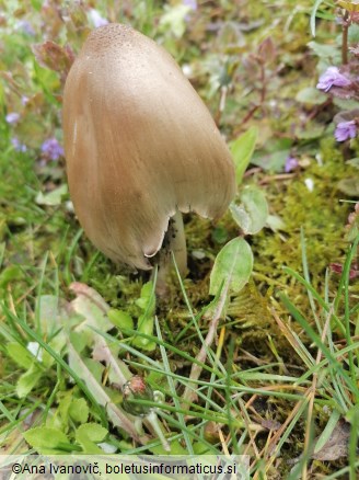 Coprinopsis atramentaria