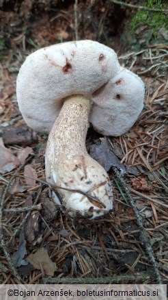 Tylopilus felleus